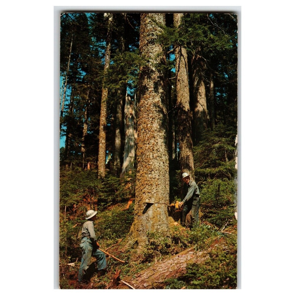Vintage Timber Falling Western Washington Logging Chainsaw Postcard C-16